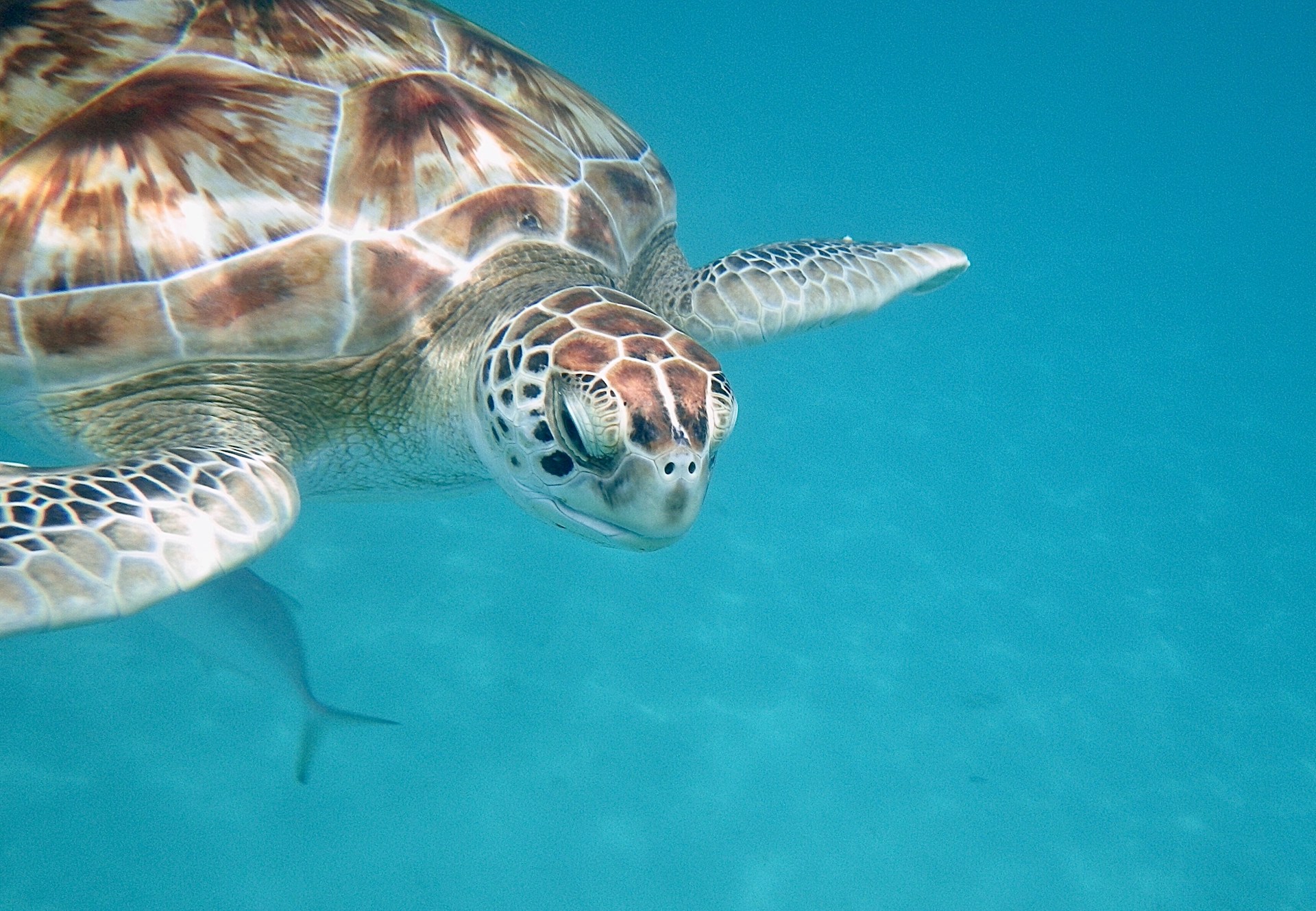 Barbados