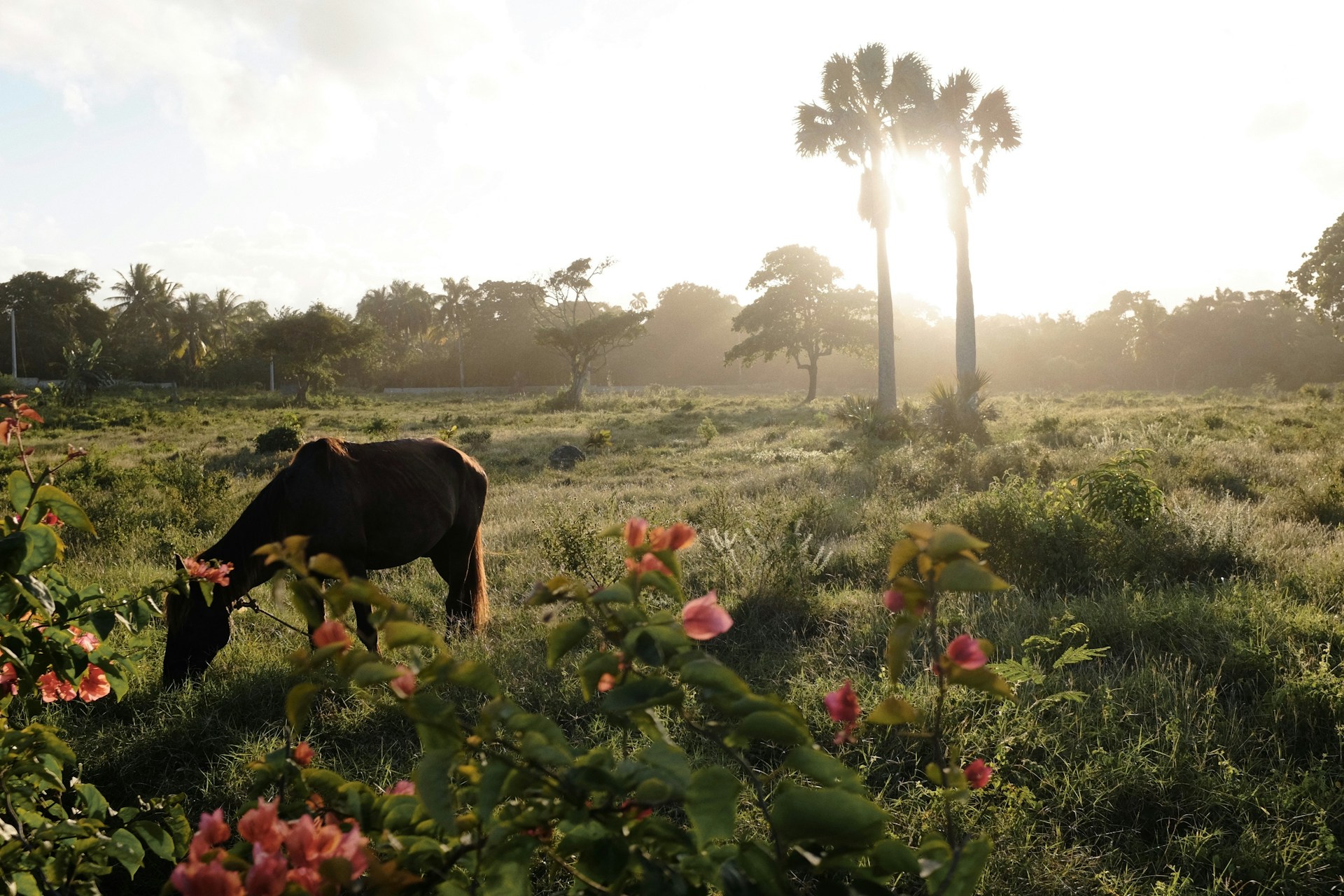 Dominican Republic